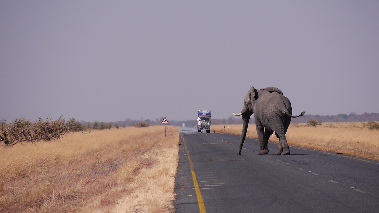 botswana, elephant, road, botswana, botswana, botswana, botswana, botswana