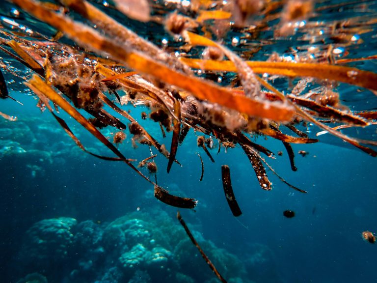 Colorful underwater view of seaweeds and marine life in a tropical ocean.