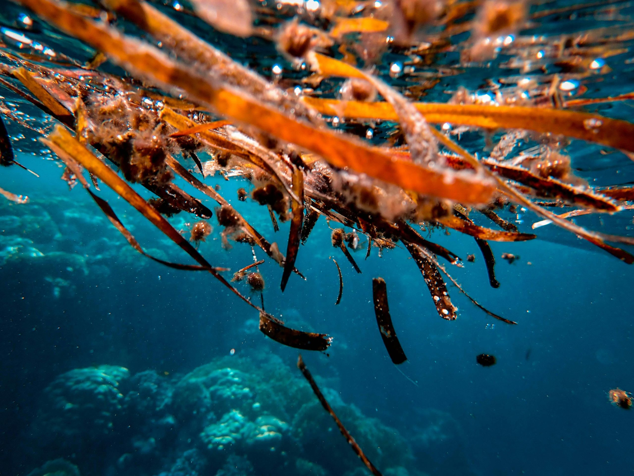 Colorful underwater view of seaweeds and marine life in a tropical ocean.