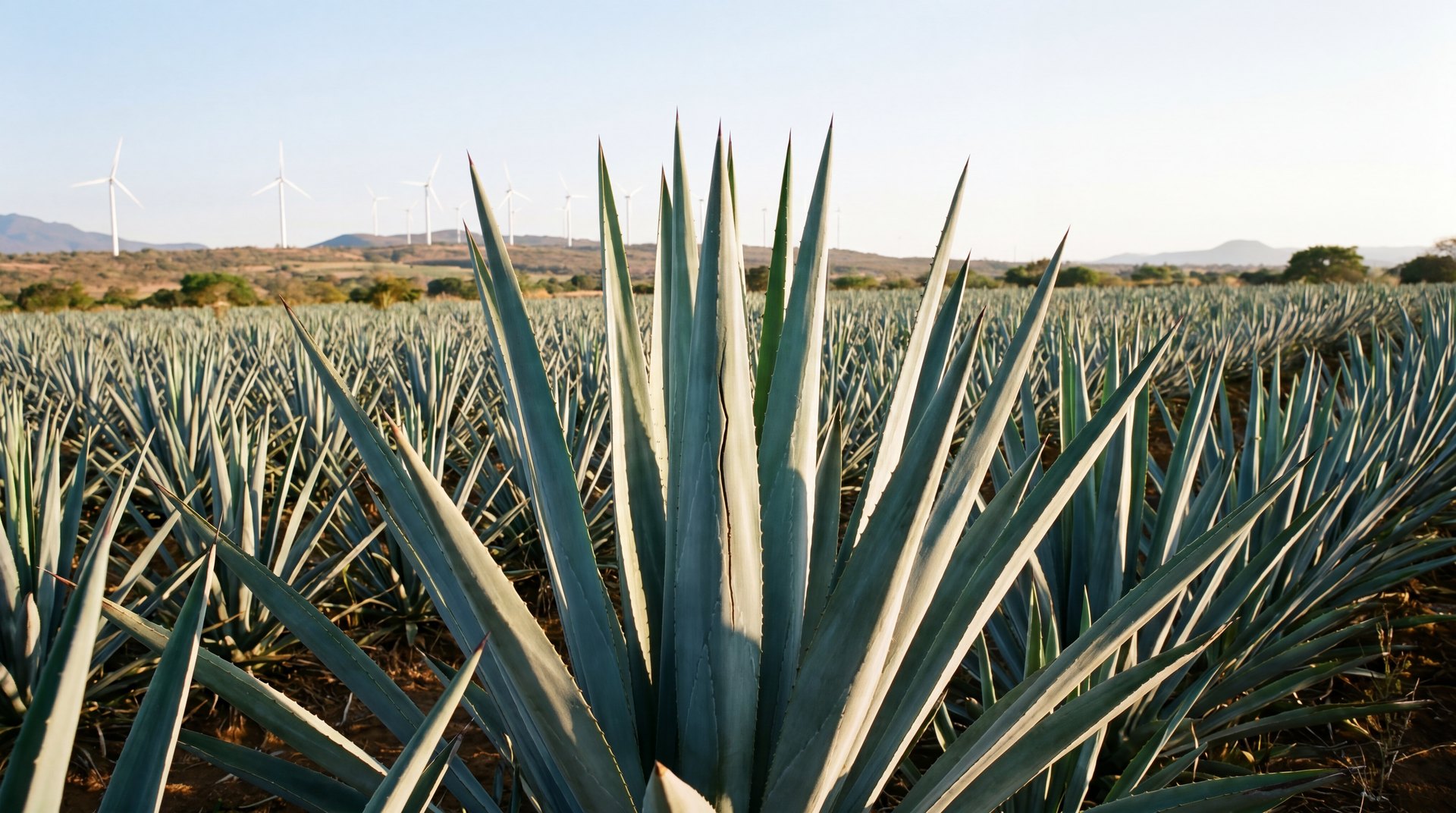 An Analysis of Mexico’s Economic and Sectoral Landscape